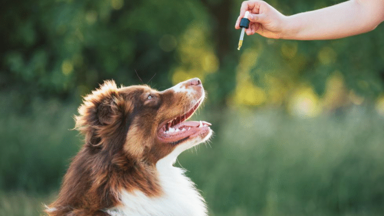 CBD for Dogs