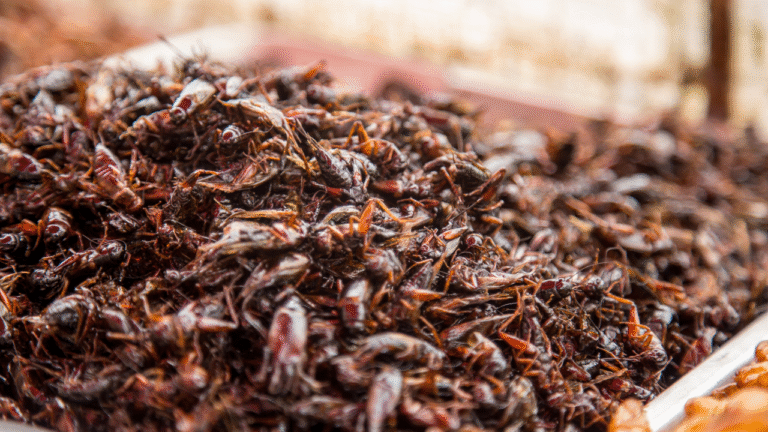 How Edible Insects Are Changing the Future of Sustainable Eating