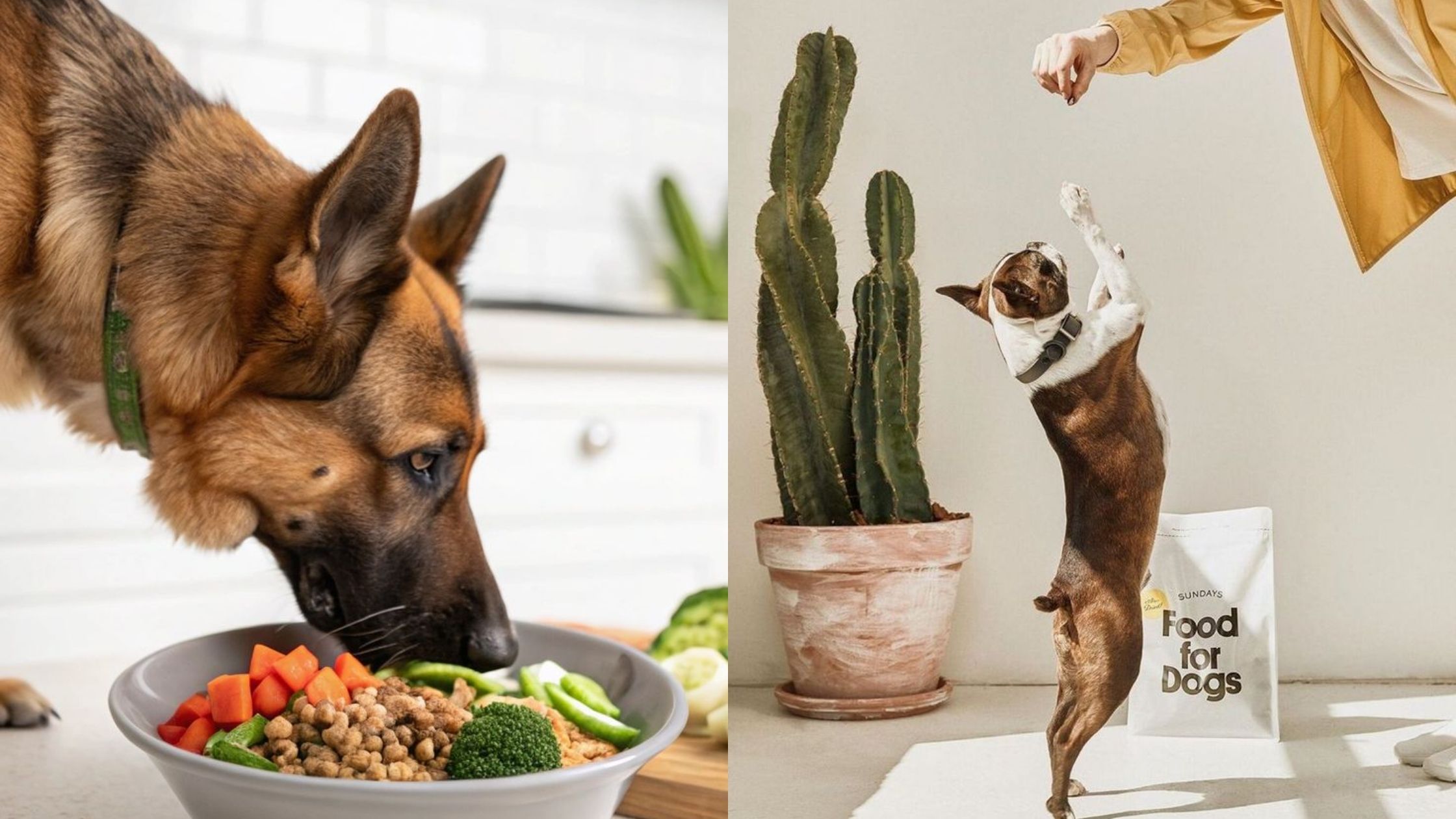 natural and synthetic dog supplements