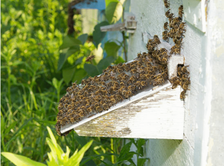 How to Handle Bees Nesting Near HVAC Units