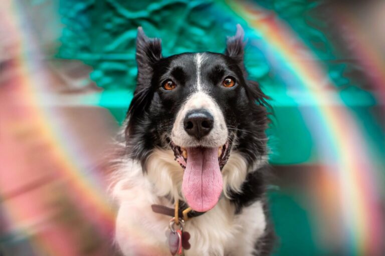 Why Every Dog Lover Should Read Buddy Life Magazine – No. 1 Dog Magazine in India