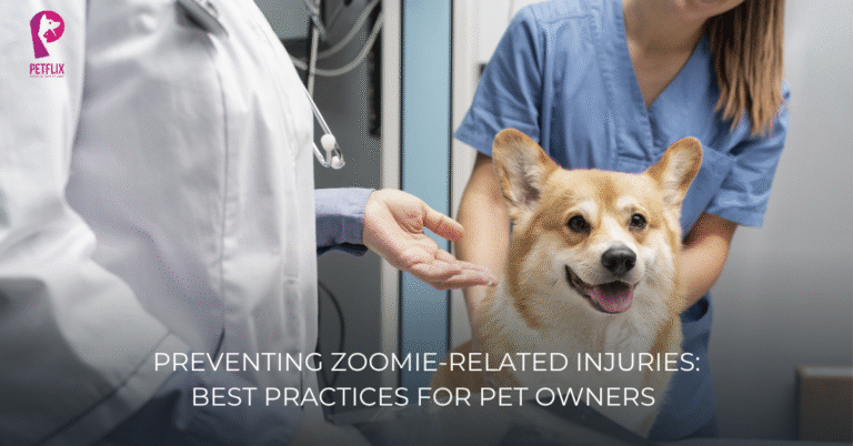 Preventing Zoomie-Related Injuries: Best Practices for Pet Owners