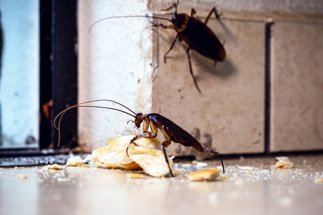 Cockroach Infestations