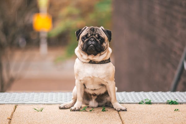 Online Pet Store: Your One-Stop Shop for All Pet Essentials