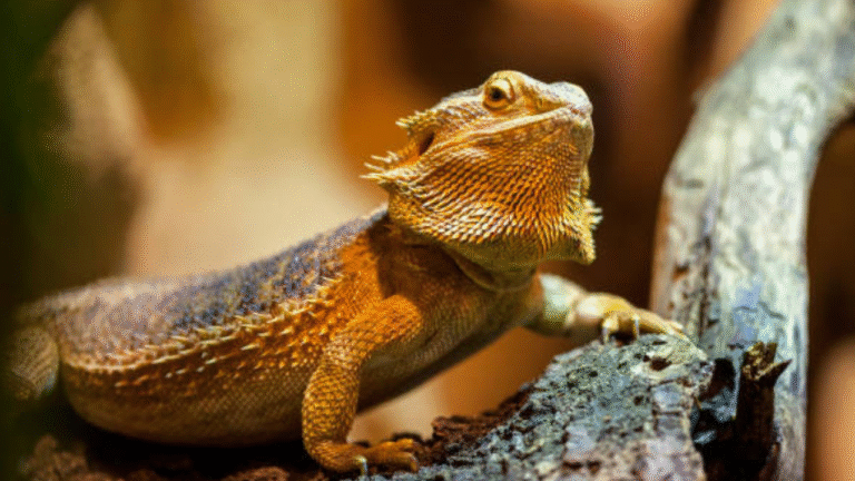 How To Keep Dubia Roaches for Your Reptile