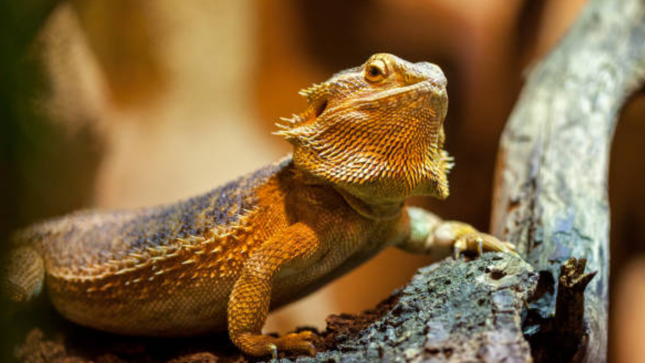 How To Keep Dubia Roaches for Your Reptile