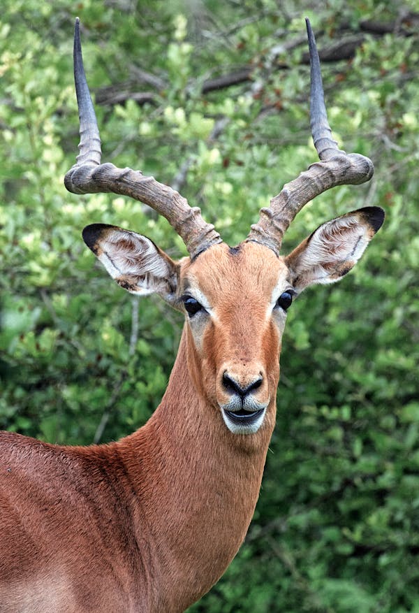 Tanzania Safari Cost: What to Expect for Every Budget