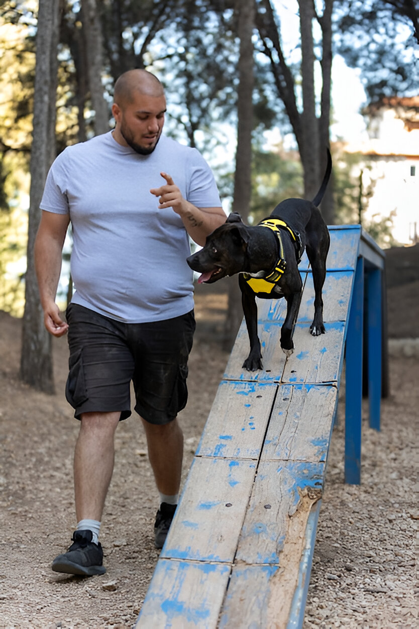 dog board and train services