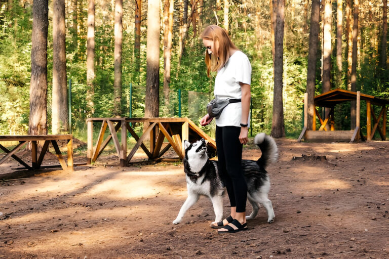 dog board and train services