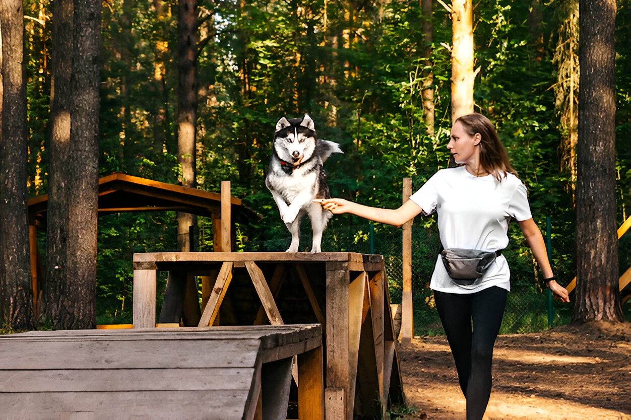 Dog Board and training services