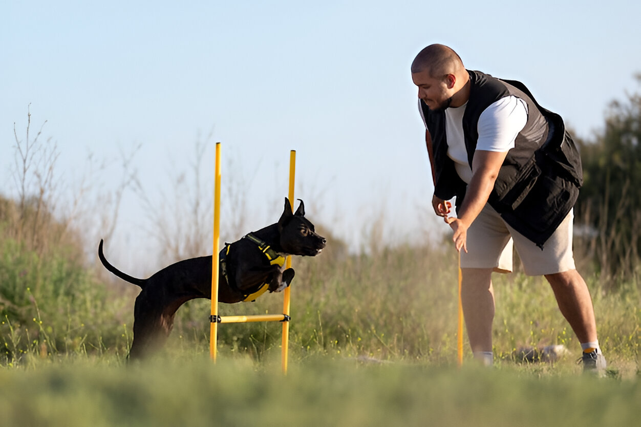 dog board and train academy