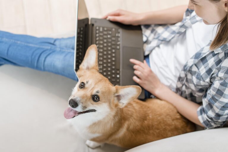 air purifier dogs