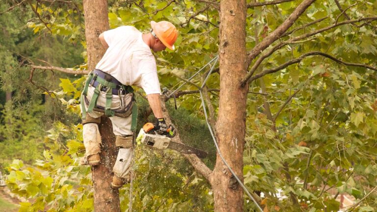 Tree Surgeon Swindon