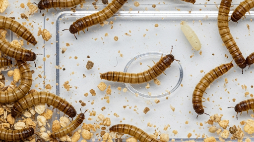 How Mealworms Can Help Reduce Environmental Impact