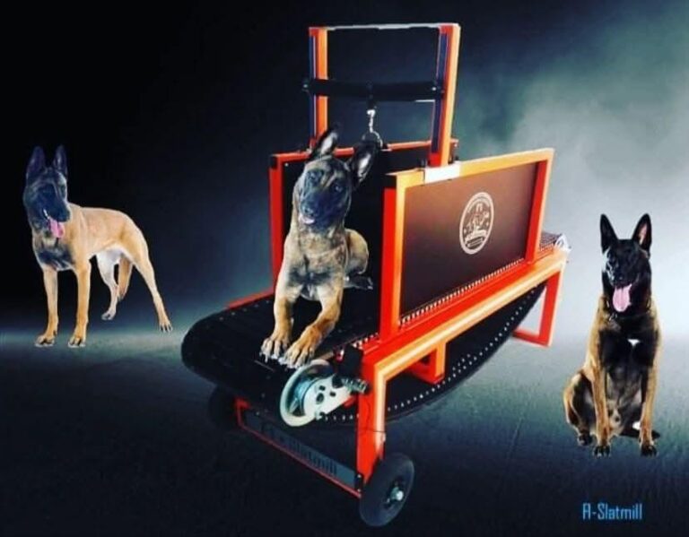 Treadmill for Dogs