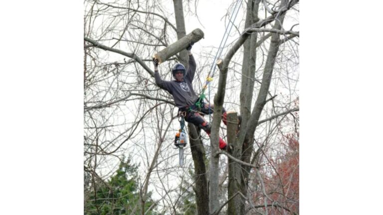 Why Do My Trees Keep Dying Even Though I Water Them?