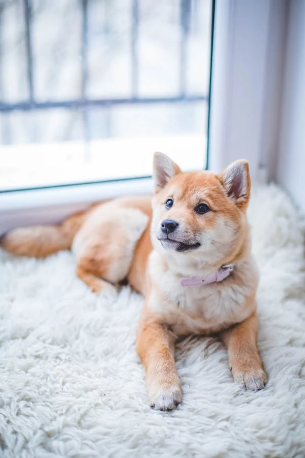 Dog Food Online Buy: Your Complete Guide to Convenient and Smart Pet Nutrition Shopping
