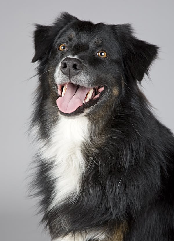 Buy Dog Food Online: The Ultimate Guide for Pet Owners
