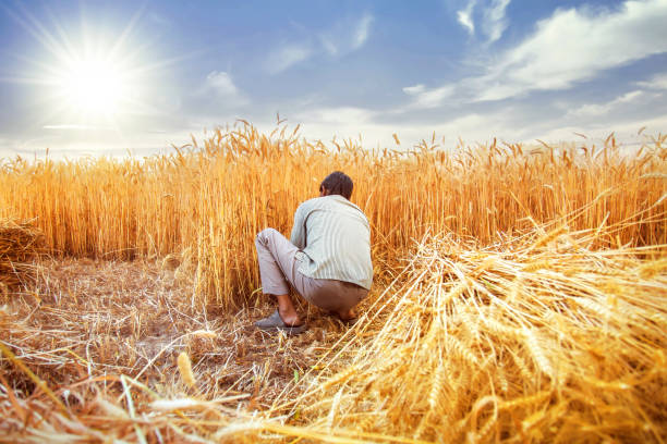 Summer crops in India