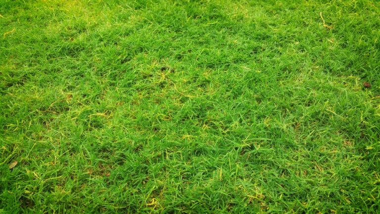 kentucky 31 grass seed