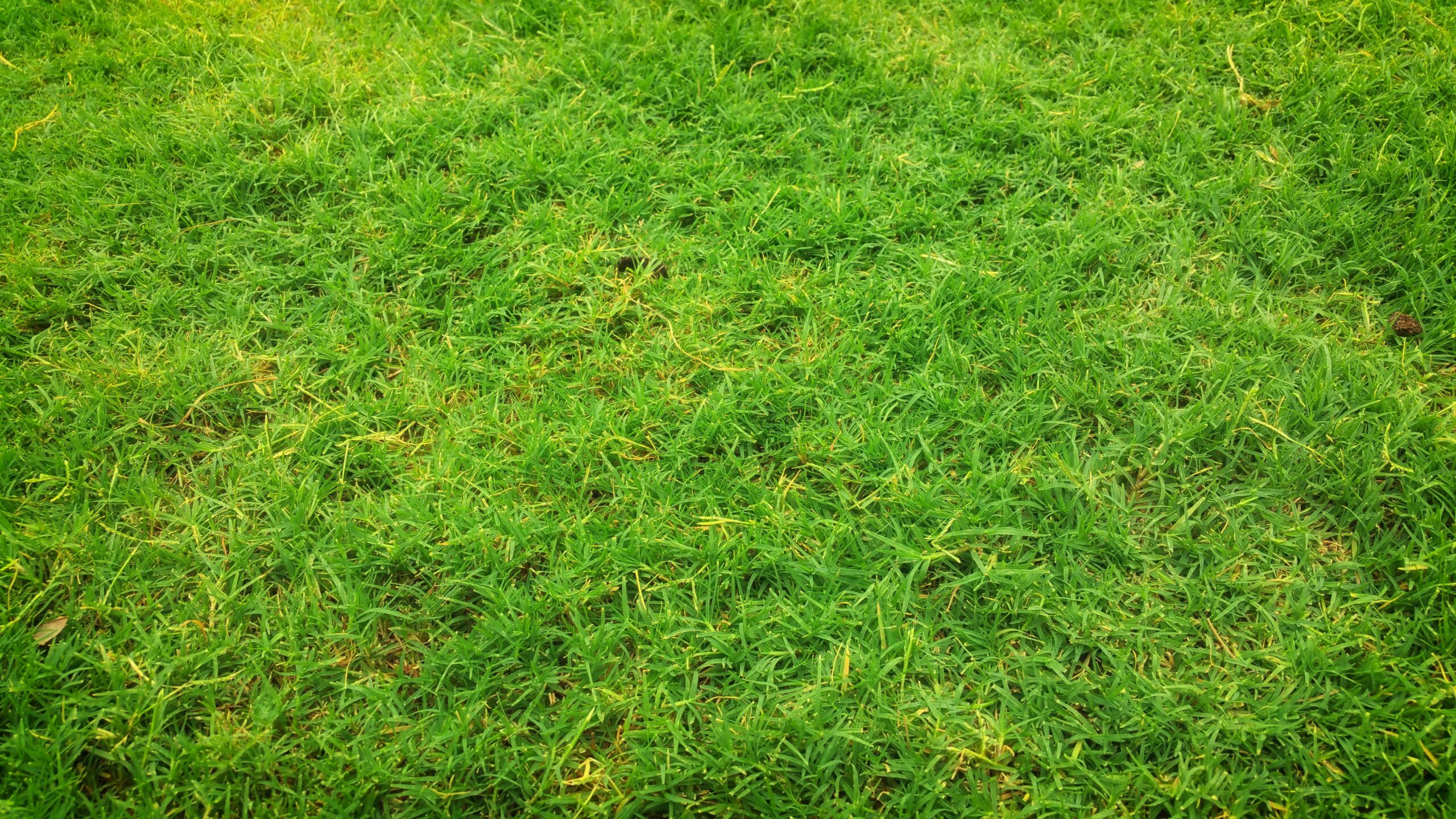 kentucky 31 grass seed